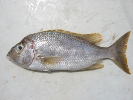 Capitaine de mer(1kg)